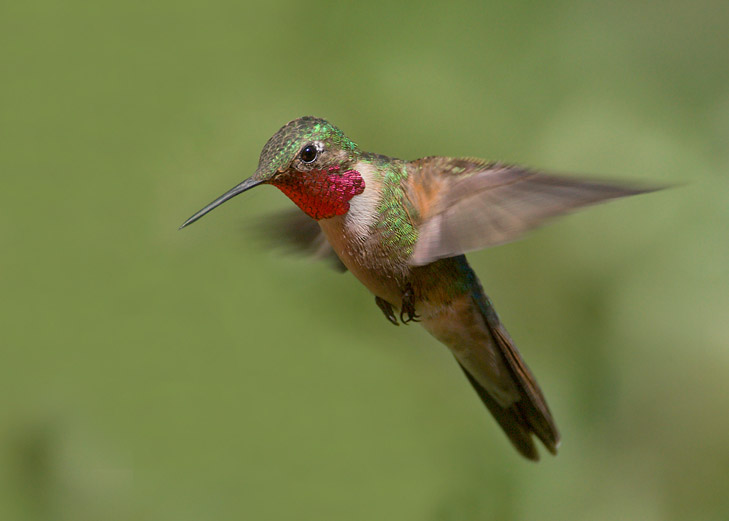 broad-tailed hummingbird