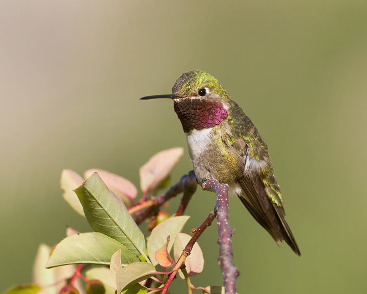 broad-tailed hummingbird