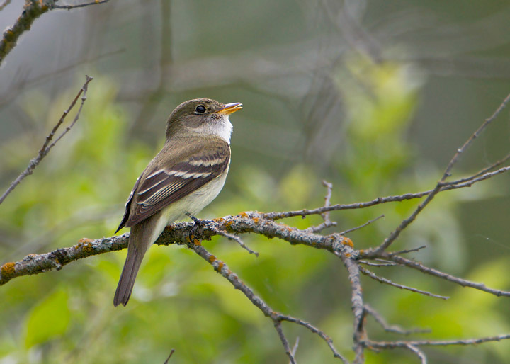 Alder Flycatcher