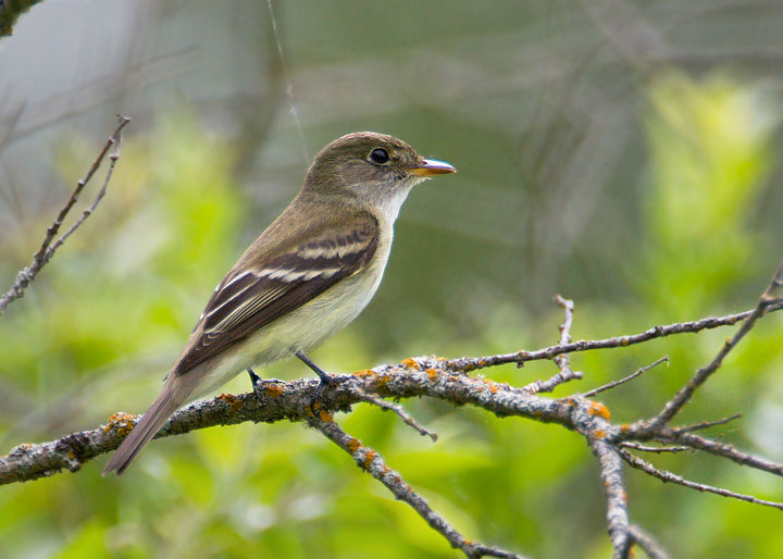 Alder Flycatcher