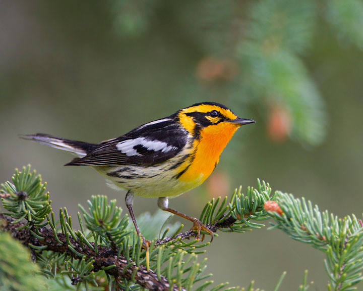 Blackburnian Warbler