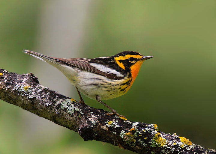 Blackburnian Warbler