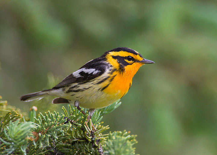 Blackburnian Warbler