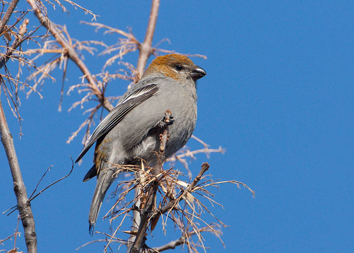 pine grosbeak