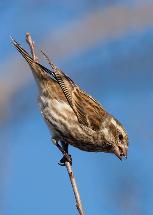 purple finch