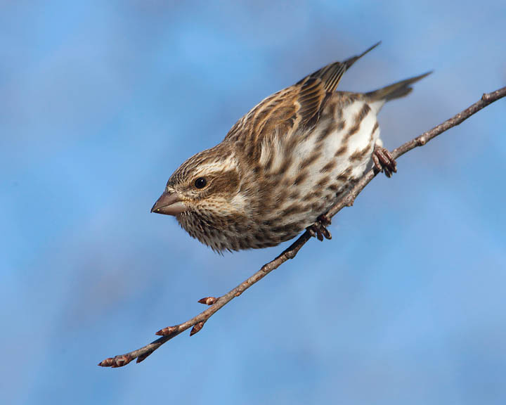 purple finch