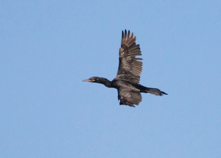 Neotropic Cormorant