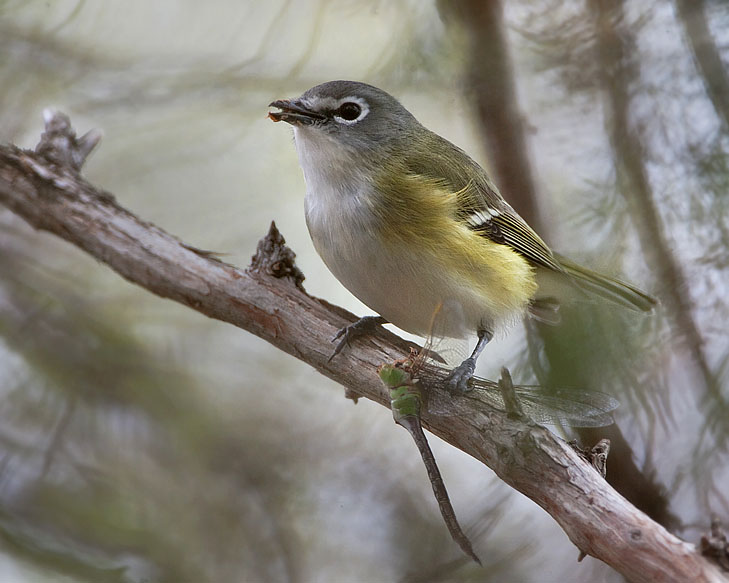 blue-headed vireo