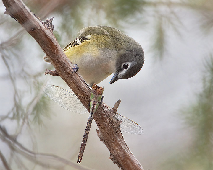 blue-headed vireo