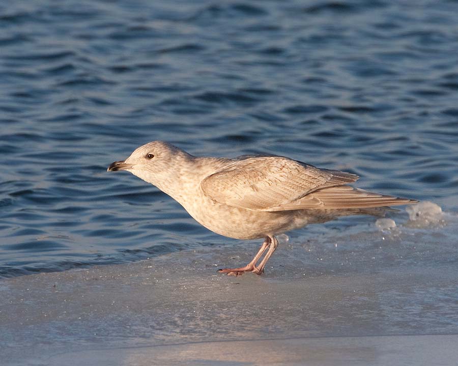 Iceland Gull