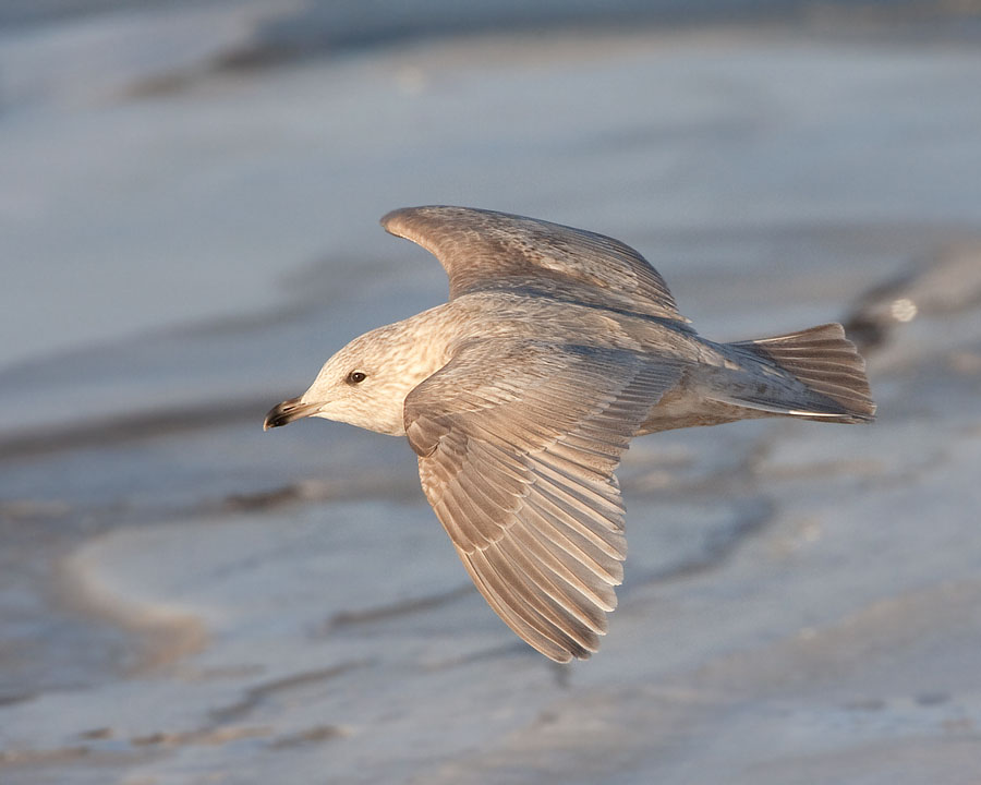 Iceland Gull