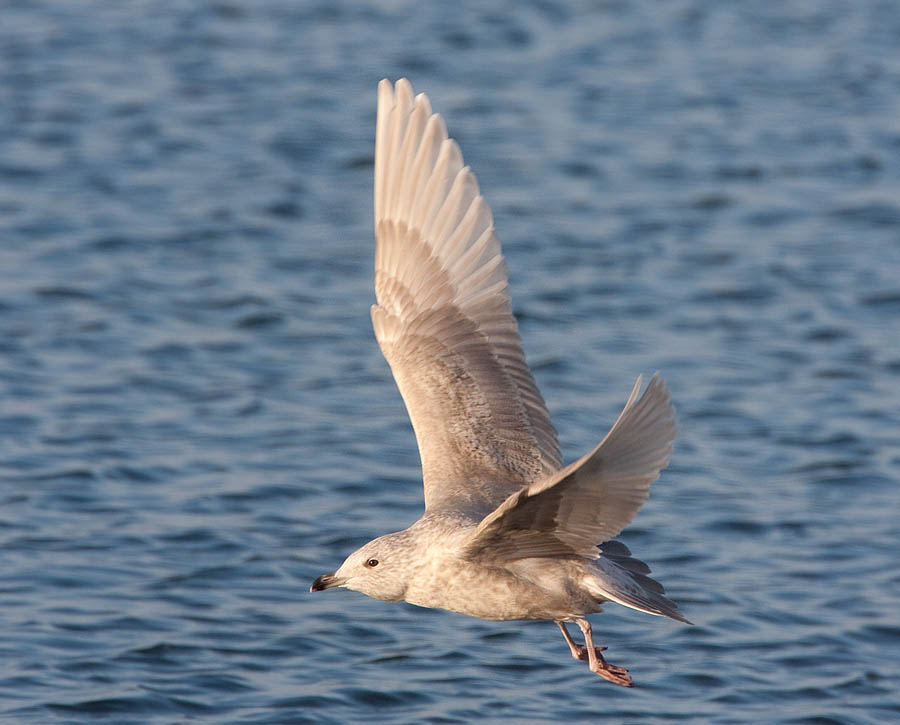 Iceland Gull