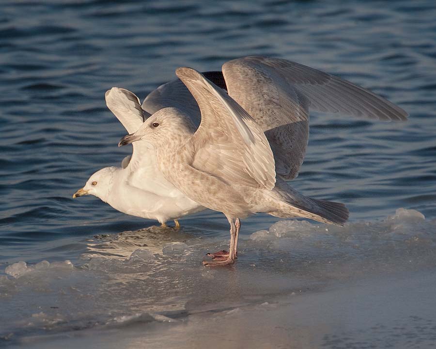 Iceland Gull