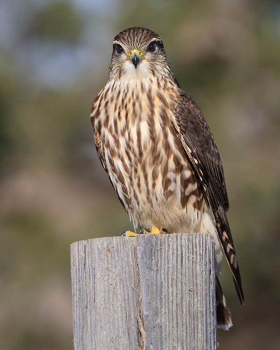 Merlin