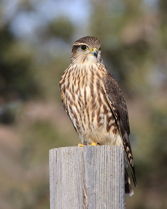 Merlin