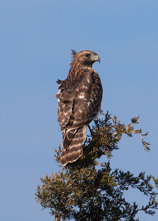 red-shouldered hawk