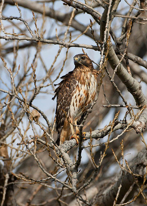 red-shouldered hawk