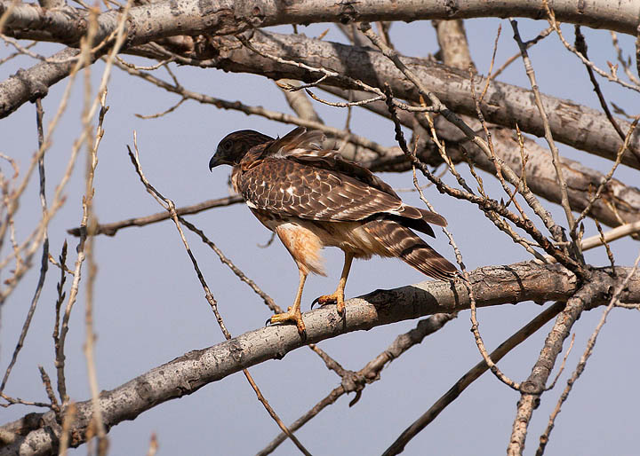 red-shouldered hawk