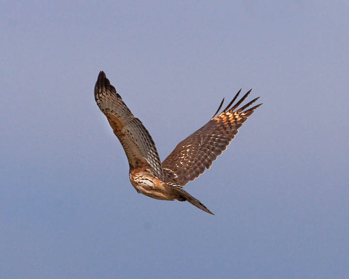 red-shouldered hawk