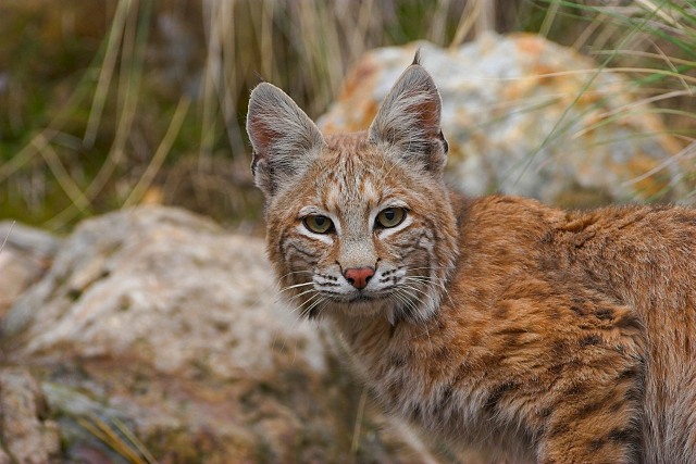 bobcat photos , andllyn