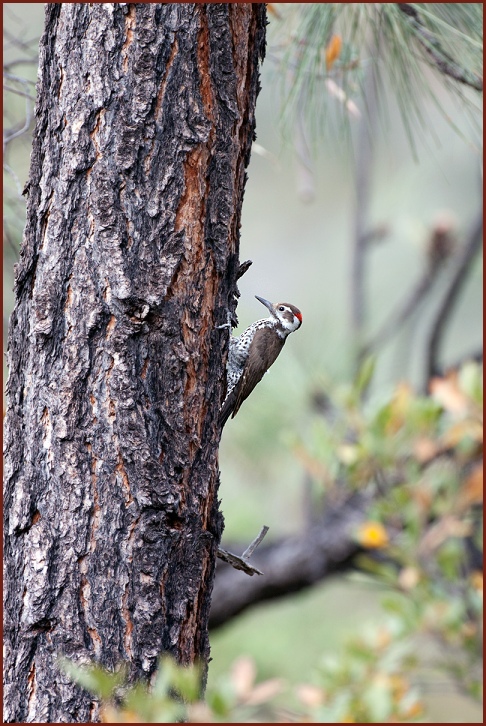 Arizona Woodpecker