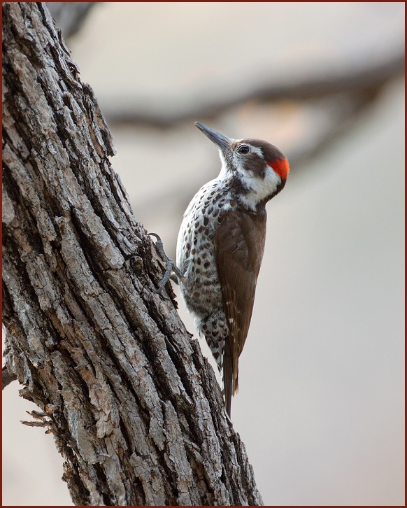 Arizona Woodpecker