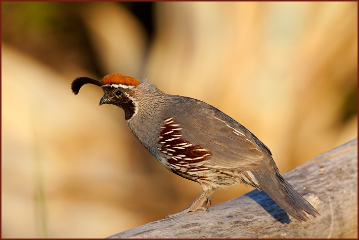 Gambel's Quail