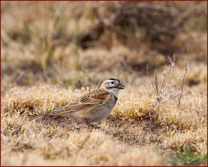 McCown's Longspur