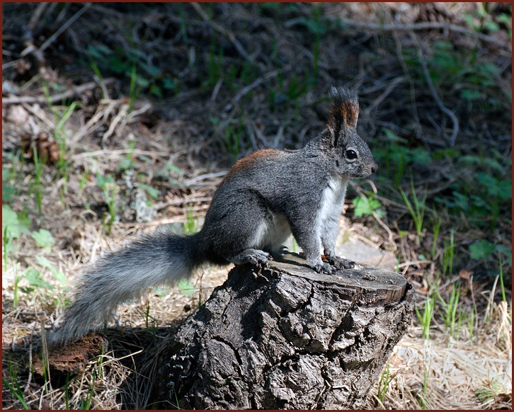 Abert's Squirrel