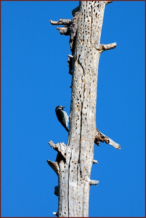 acorn woodpecker