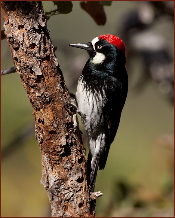 acorn woodpecker