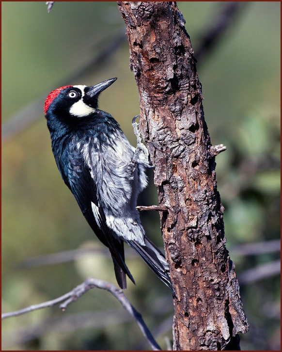 acorn woodpecker