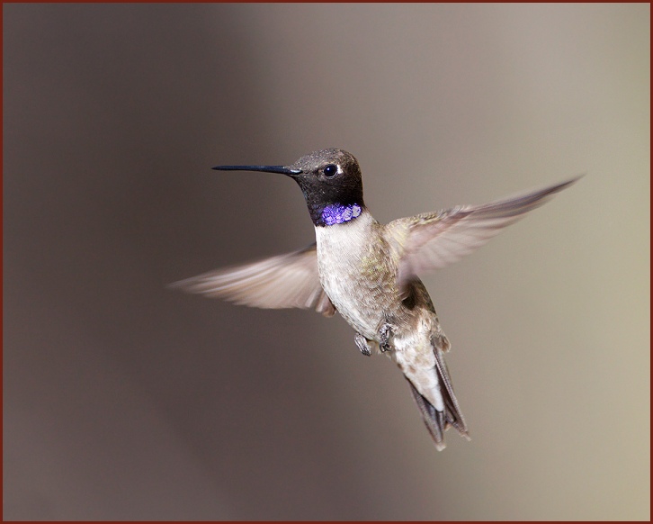 black-chinned hummingbird