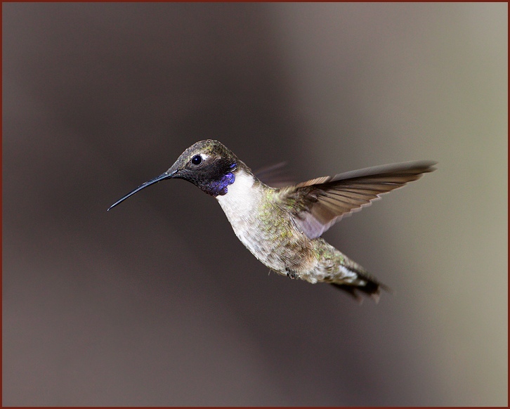 black-chinned hummingbird