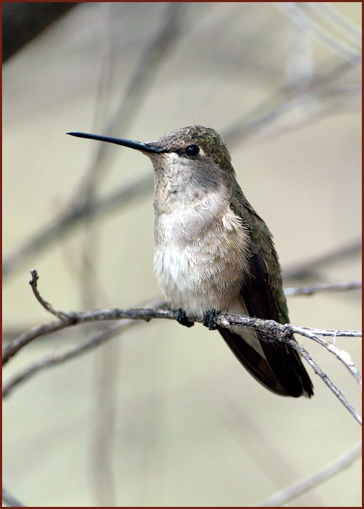 black-chinned hummingbird