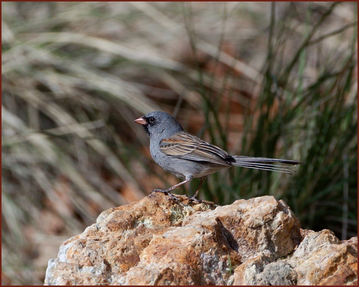 black-chinned sparrow