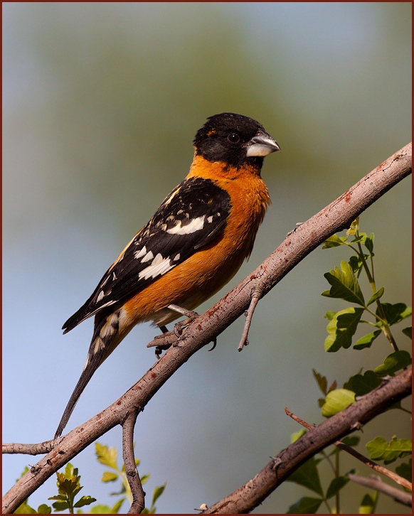 black-headed grosbeak