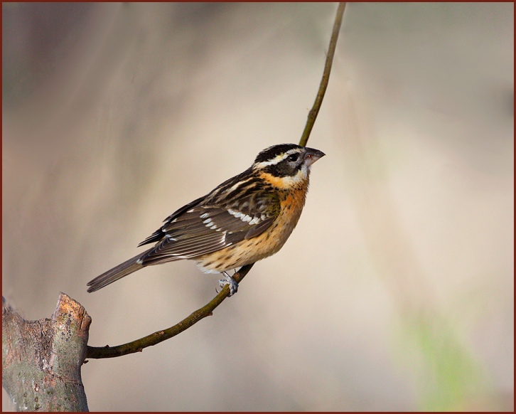 black-headed grosbeak