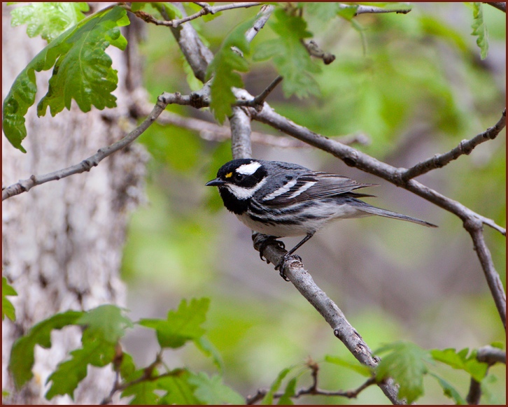 Black-throated Gray Warbler