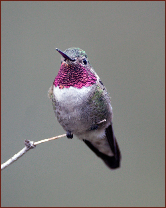 Broad-tailed Hummingbird