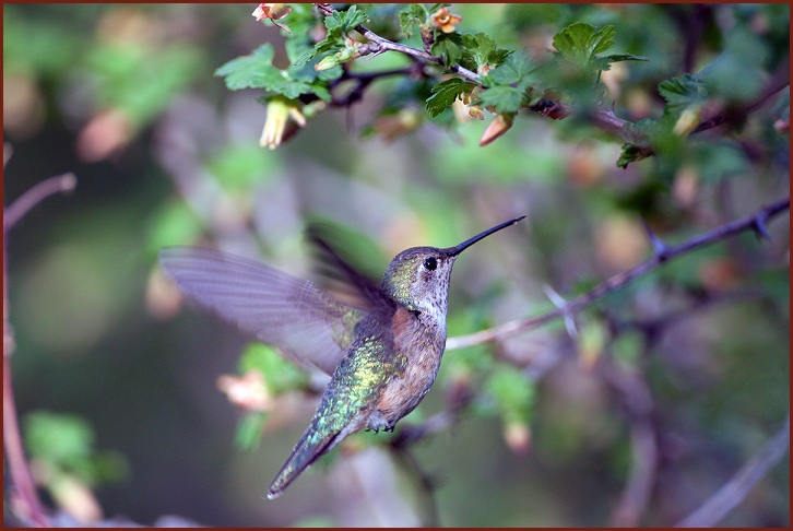 Broad-tailed Hummingbird