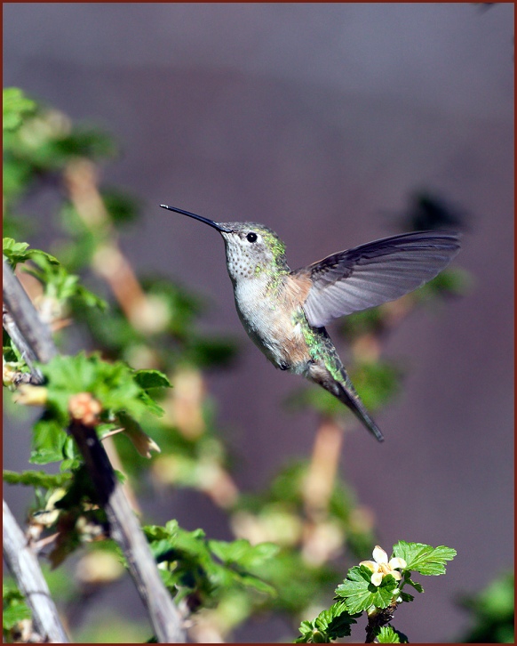 Broad-tailed Hummingbird