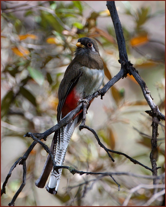 elegant trogon