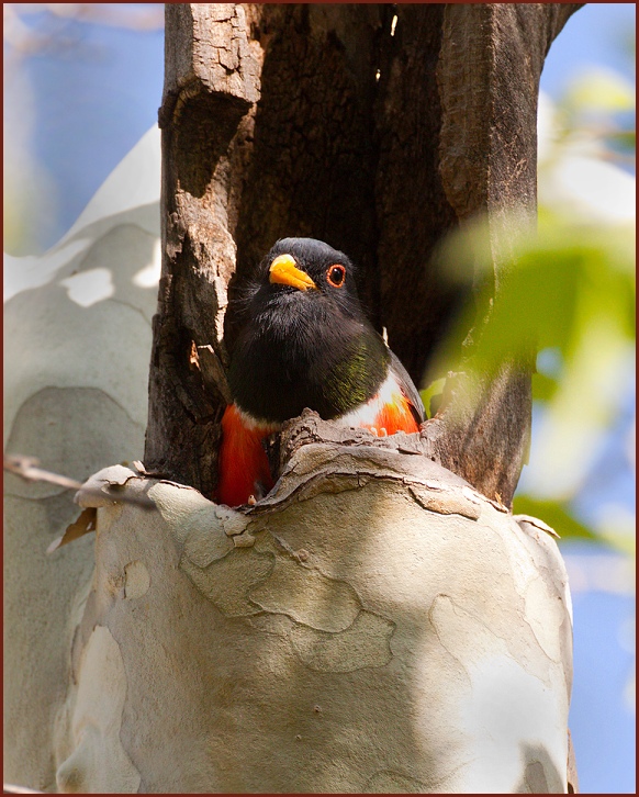 elegant trogon