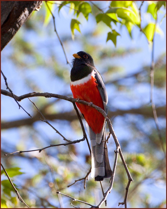 elegant trogon