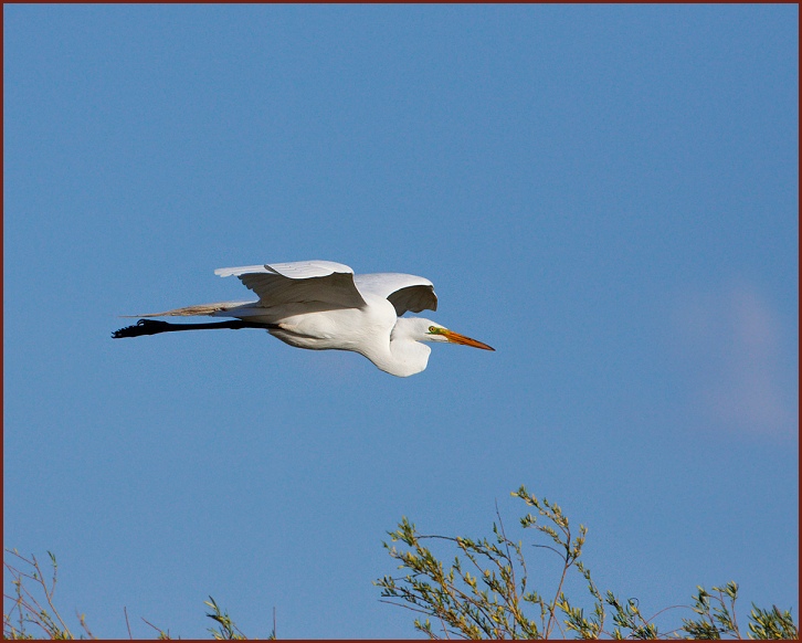 great egret