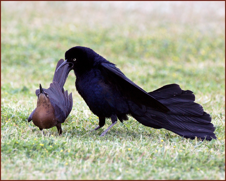 great-tailed grackle