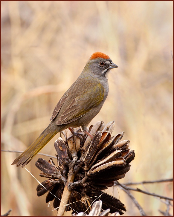 green-tailed towhee