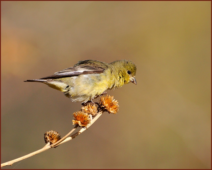 lesser goldfinch