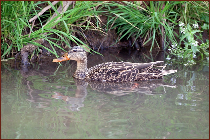 Mexican Duck